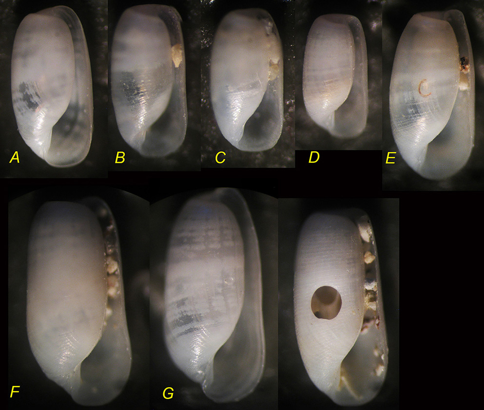 Cylichnina laeviscuplta?